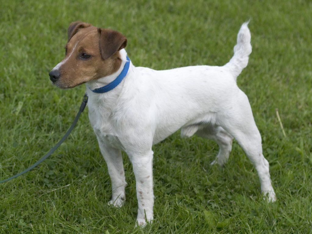 Познавательный рейтинг из 10 самых агрессивных пород собак во всем мире