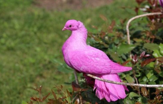 Растительный мир Африки: список редких представителей флоры и фауны, эндемики африканского континента