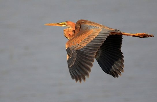 Растительный мир Африки: список редких представителей флоры и фауны, эндемики африканского континента