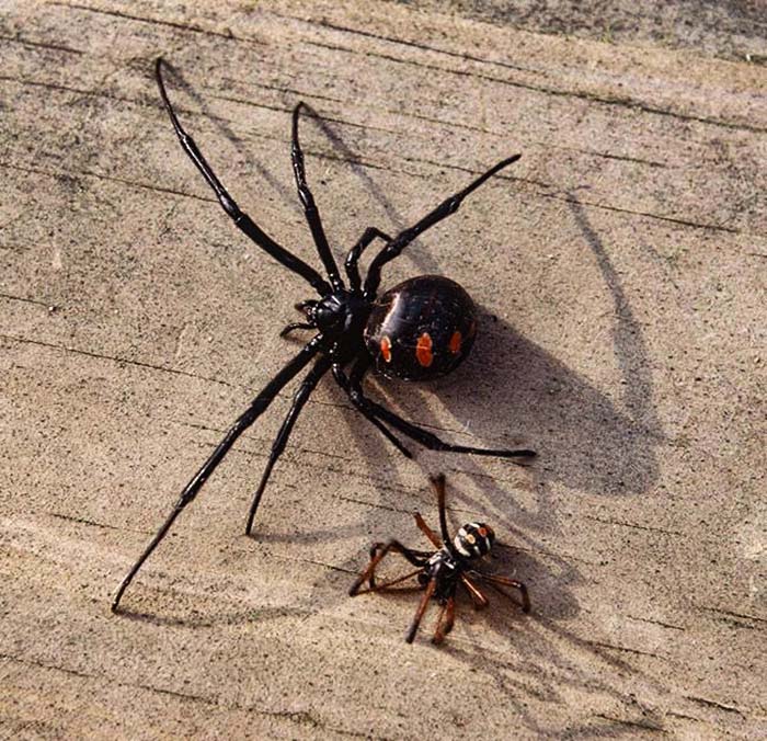 Kvinne (øverst) og hann svart enke edderkopp