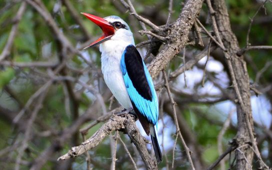 Растительный мир Африки: список редких представителей флоры и фауны, эндемики африканского континента