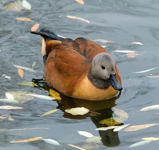 Растительный мир Африки: список редких представителей флоры и фауны, эндемики африканского континента