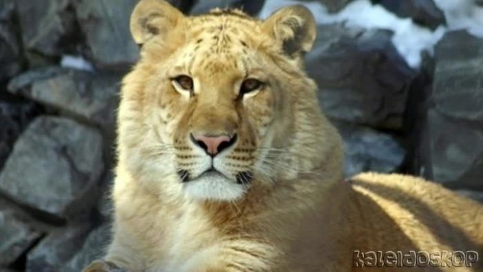 Как выглядит лигр Кот Лигр