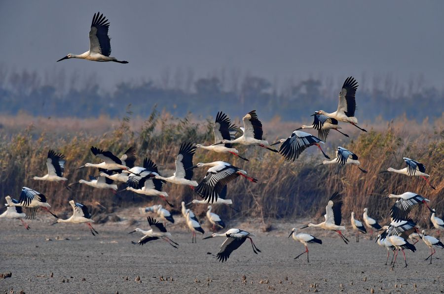 Чем питается аист; сколько лет живут аисты; где живут аисты