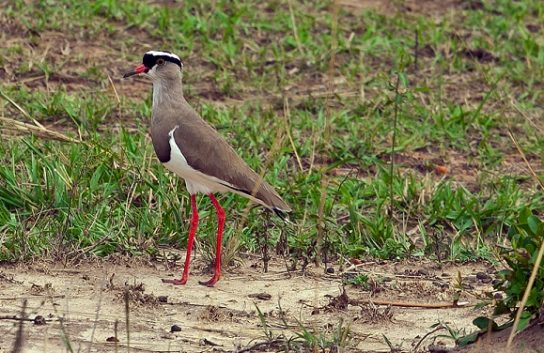 Растительный мир Африки: список редких представителей флоры и фауны, эндемики африканского континента