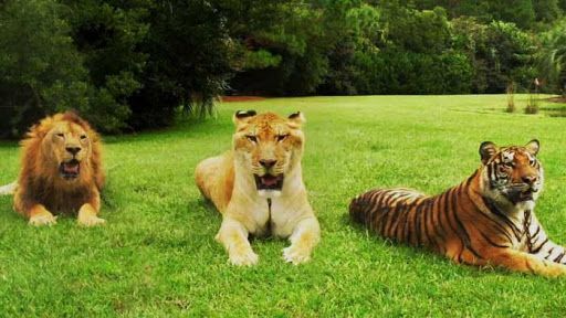 Три пантеры Тигр, лев и лигр вместе