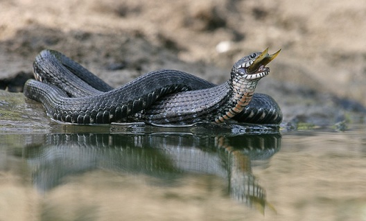 Растительный мир Африки: список редких представителей флоры и фауны, эндемики африканского континента
