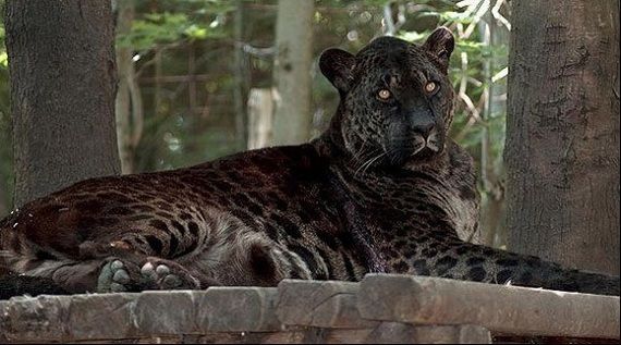 Яглио Гибрид Яглио