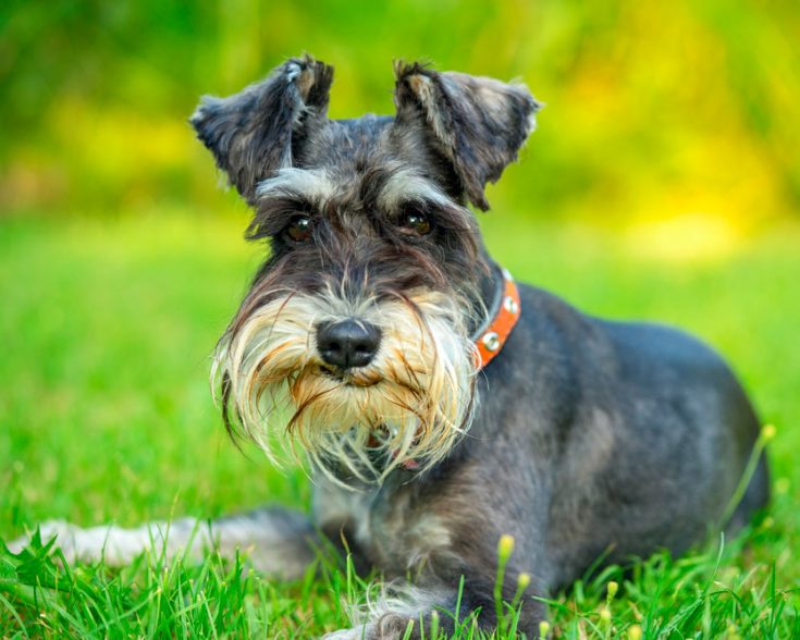 Цвергшнауцер