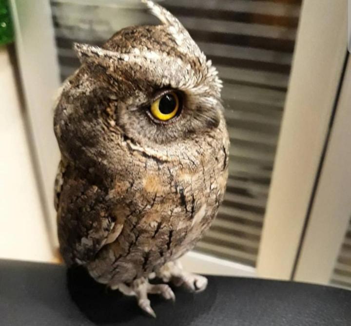 Описание карликовой совы сплюшки и ее содержание в домашних условиях