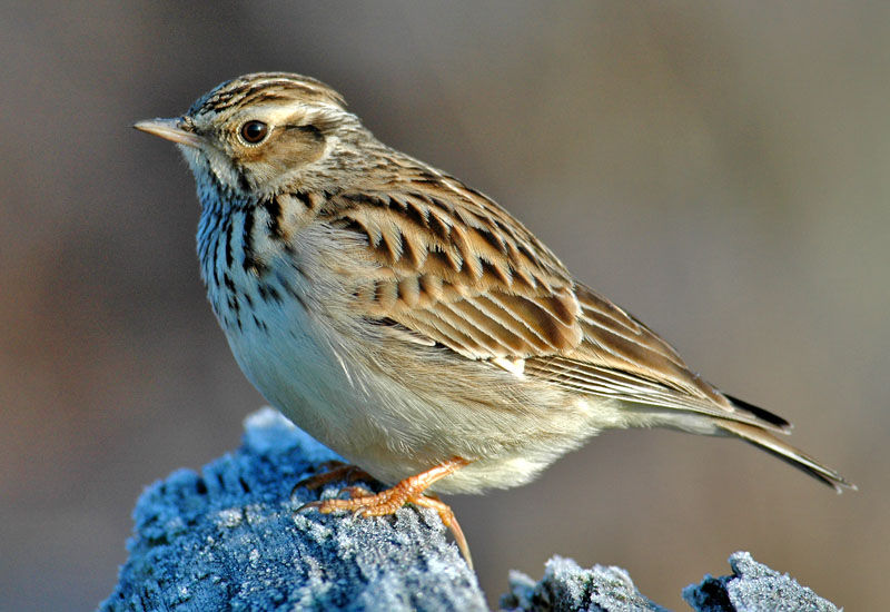 О птице жаворонке: где живет и зимует, чем питается, польза для человека, интересные факты