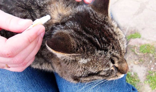 Капли на гриву от глистов для кошек