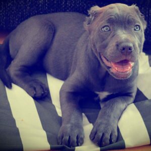 Американский бандог