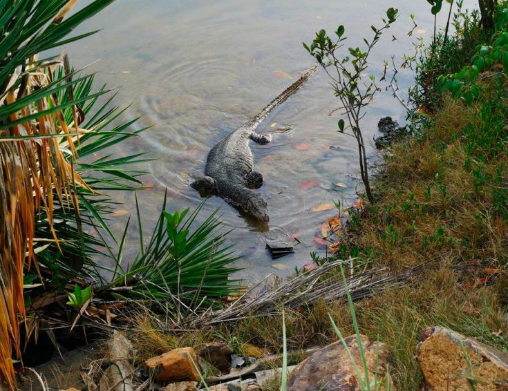 Отряд крокодилы: их особенности строения, признаки и характеристики