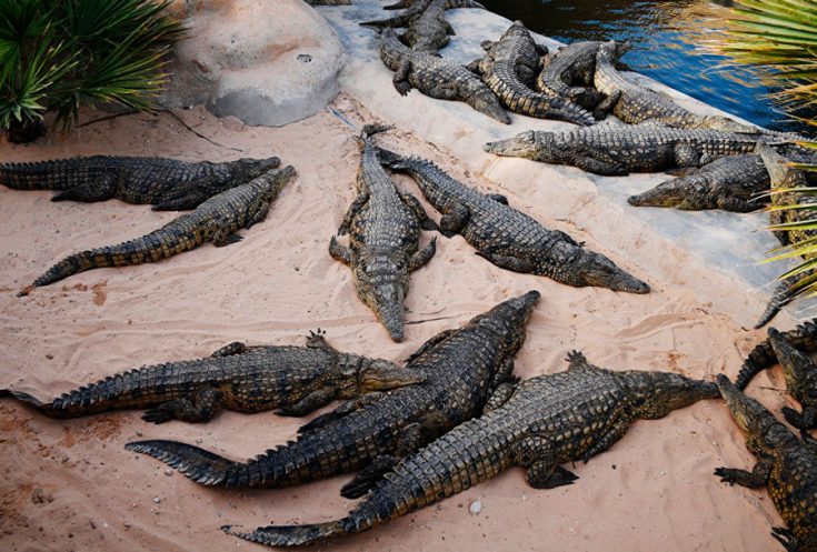 Отряд крокодилы: их особенности строения, признаки и характеристики