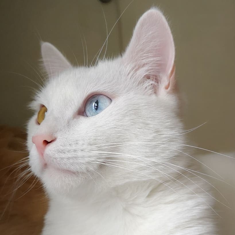 Редкие, необычные и потрясающе эффектные: топ-10 самых красивых