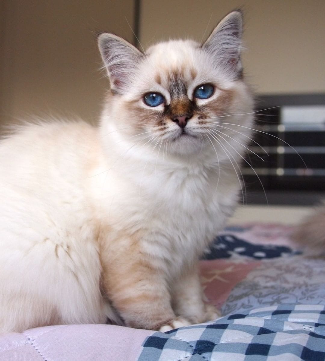 Редкие, необычные и потрясающе эффектные: топ-10 самых красивых