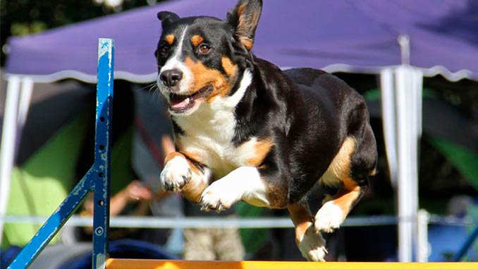 Энтлебухер зенненхунд на тренировке фото