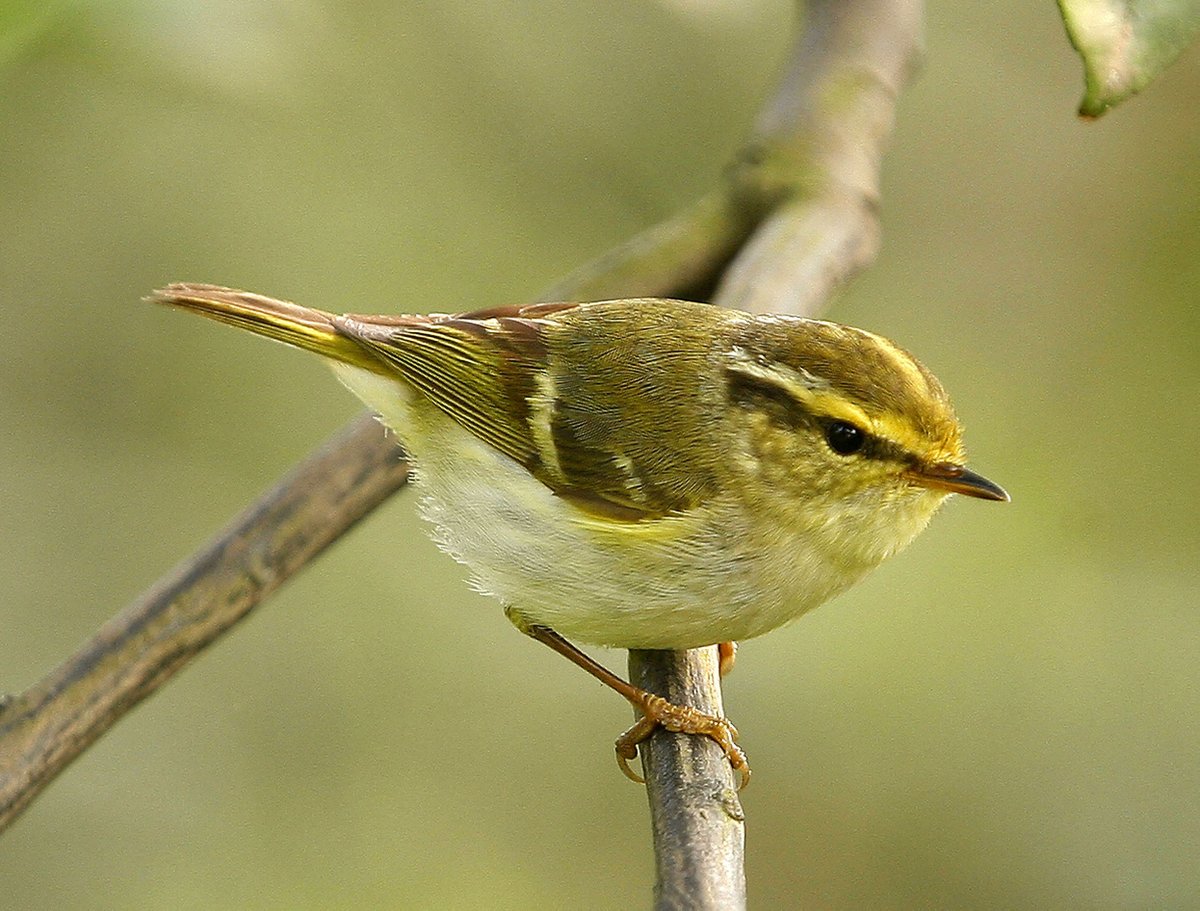 Самые маленькие птицы в России: топ-10