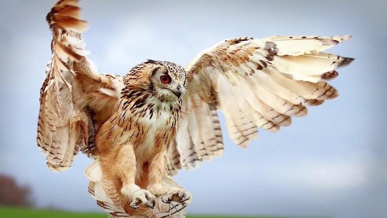 На кого охотятся и чем питаются совы в природе и какой корм они едят дома