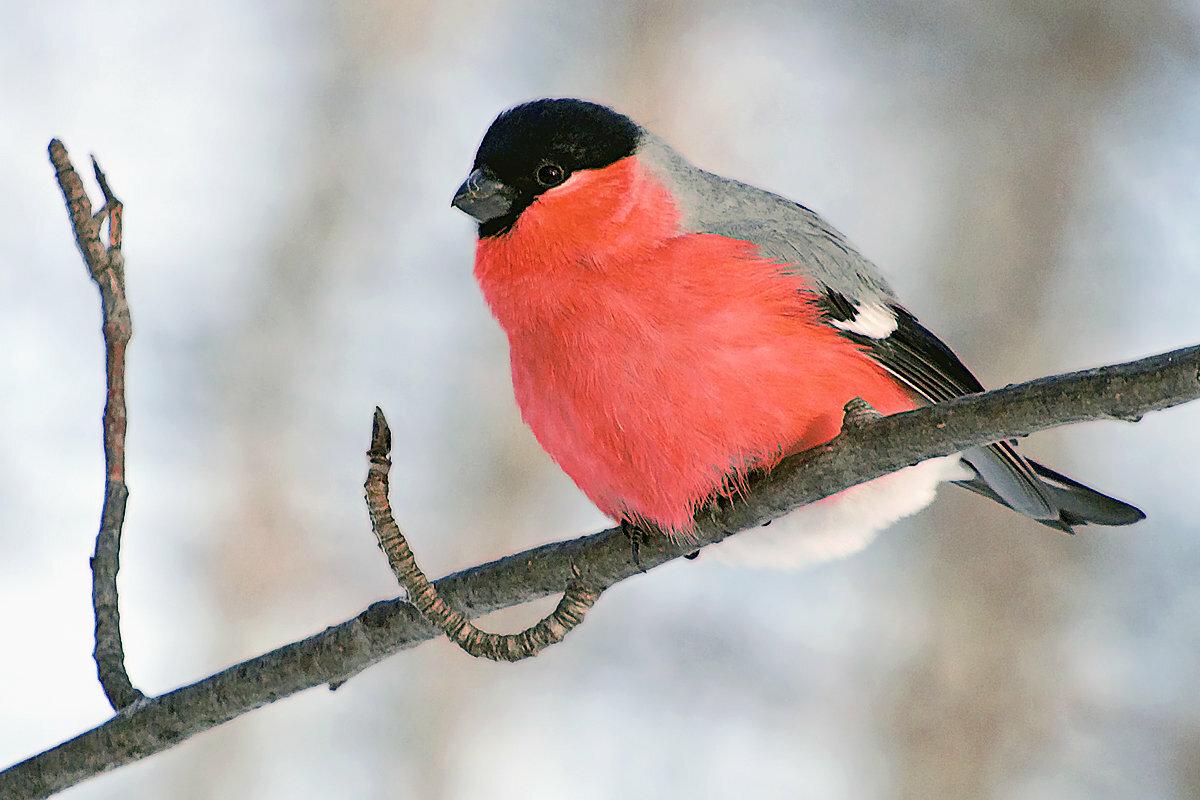 Куда улетает летом жить снегирь, где можно встретить зимой перелетных птиц