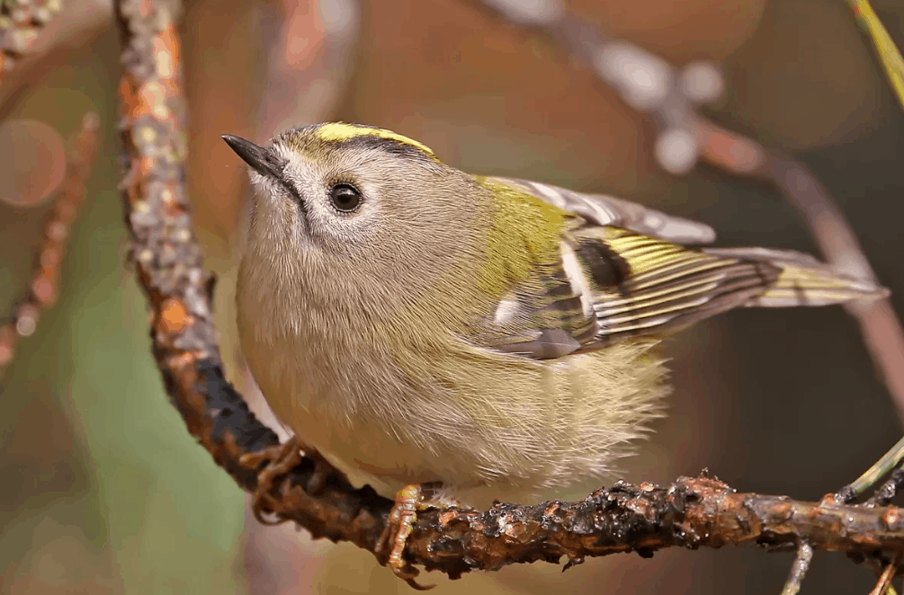 Самые маленькие птицы в России: топ-10