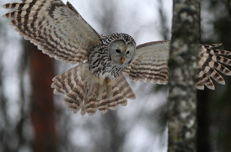 Сова Сова — особенности внешнего вида и образа жизни птицы