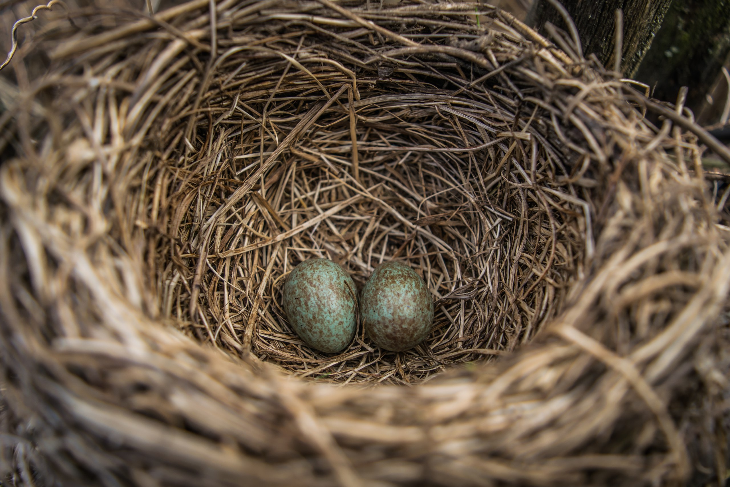Куда улетает летом жить снегирь, где можно встретить зимой перелетных птиц