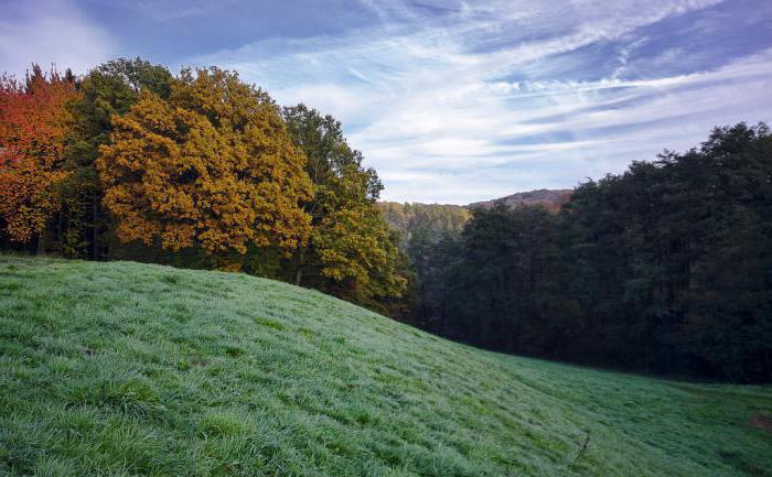 О птице жаворонке: где живет и зимует, чем питается, польза для человека, интересные факты