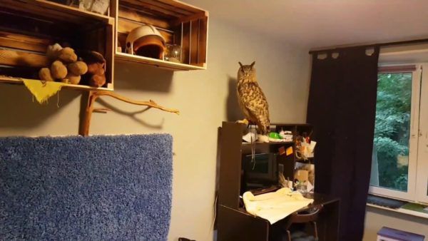 Описание карликовой совы сплюшки и ее содержание в домашних условиях