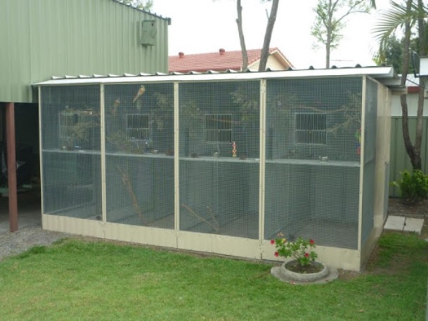 Синица лазоревка - птица в голубой шапочке