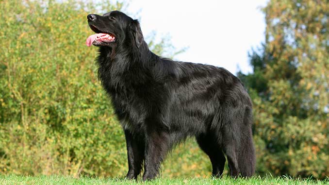 Ховаварт черного окраса фото