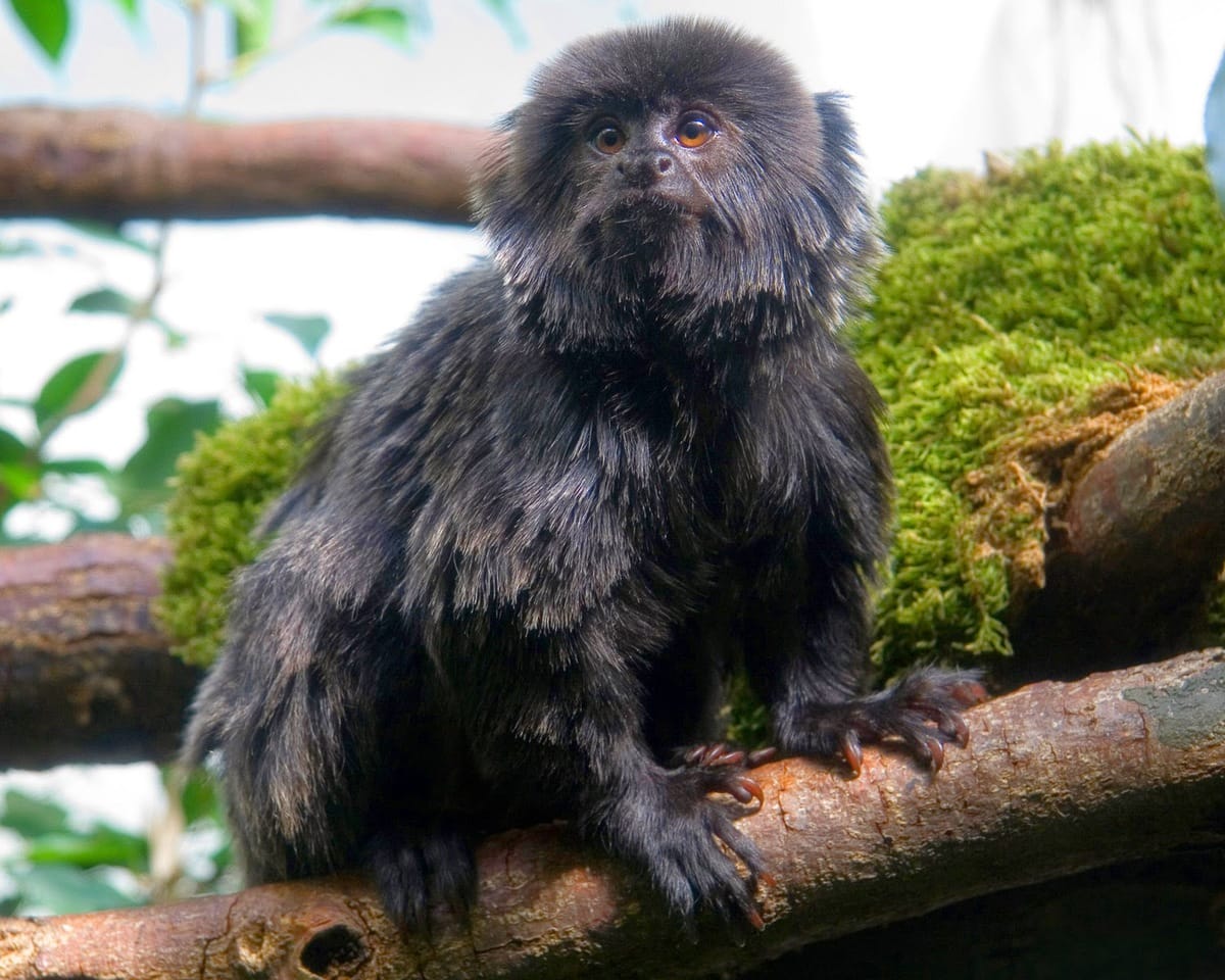 Самая маленькая обезьяна мира, самые миниатюрные обезьяны на планете