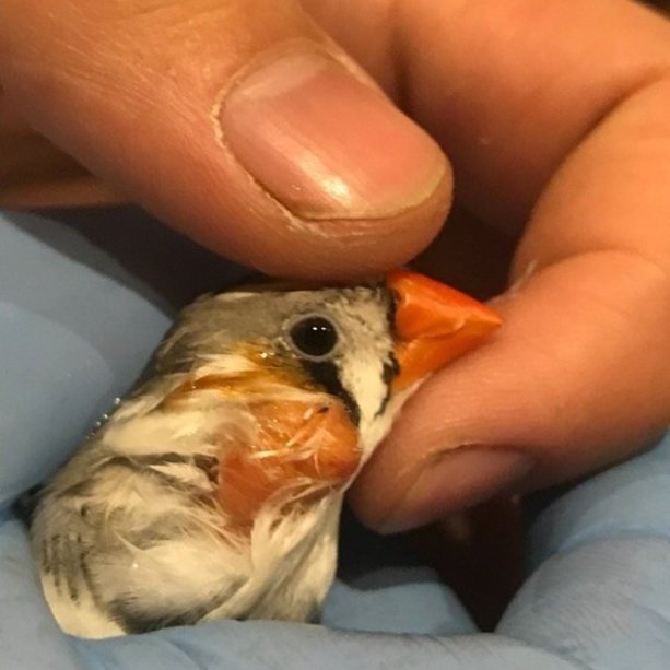 Зебровые амадины: уход и содержание в домашних условиях, разведение, сколько живут