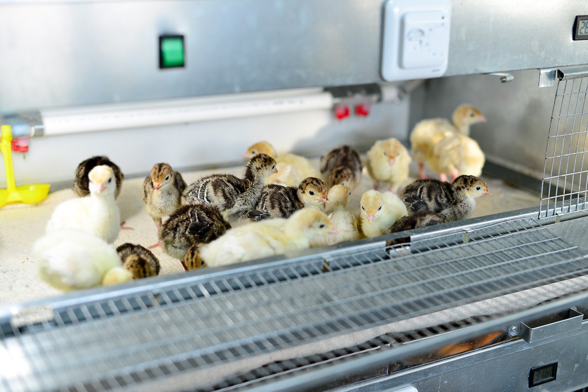 Сколько живут индюки в домашних условия: сроки выращивания