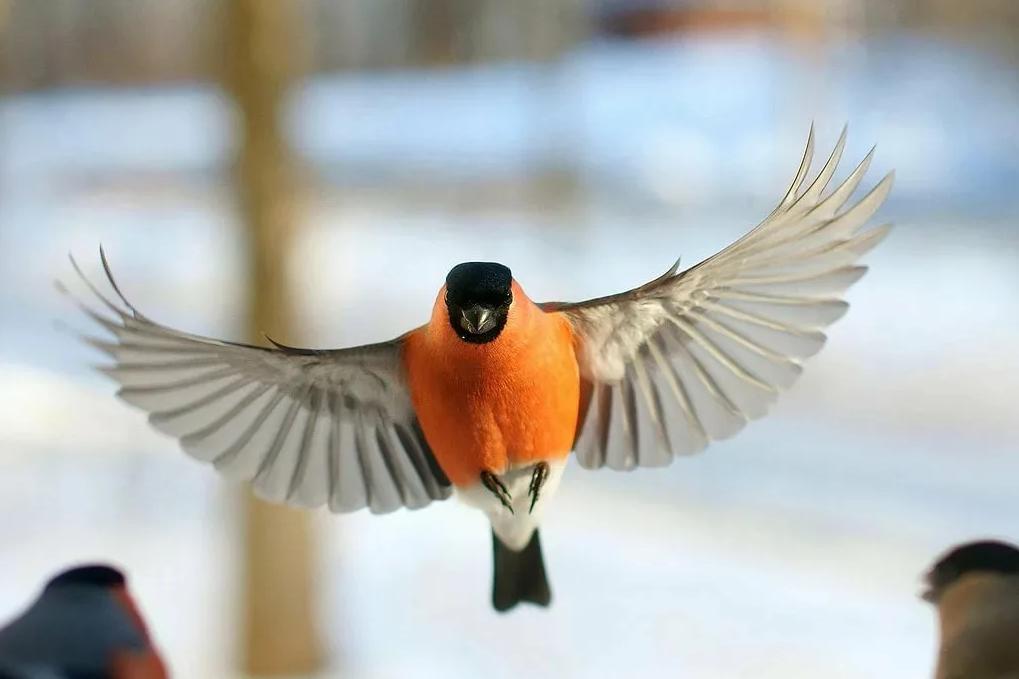 Куда улетает летом жить снегирь, где можно встретить зимой перелетных птиц