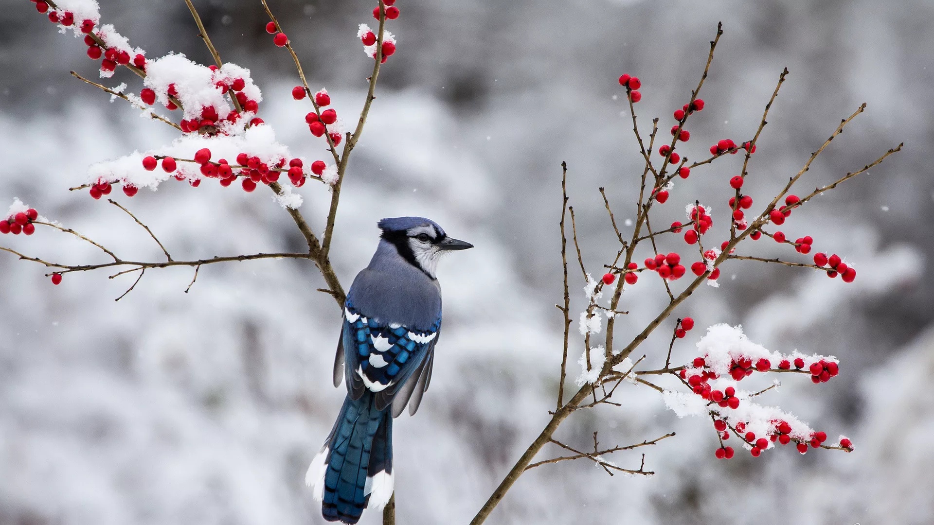 Сойка - описание птицы, чем питается и где обитает