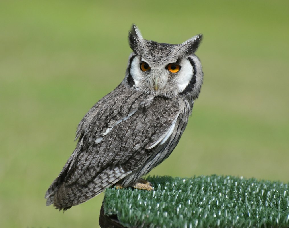 На кого охотятся и чем питаются совы в природе и какой корм они едят дома