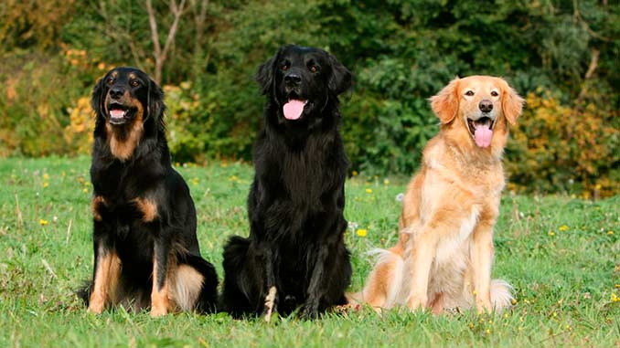 фото собак породы Ховаварт