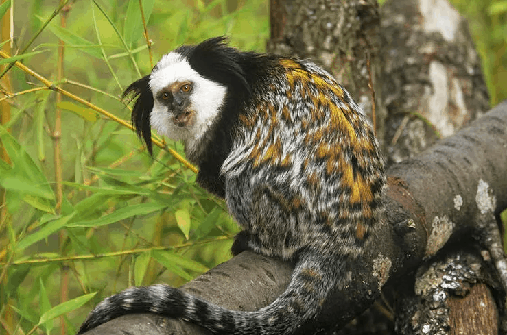 Самая маленькая обезьяна мира, самые миниатюрные обезьяны на планете