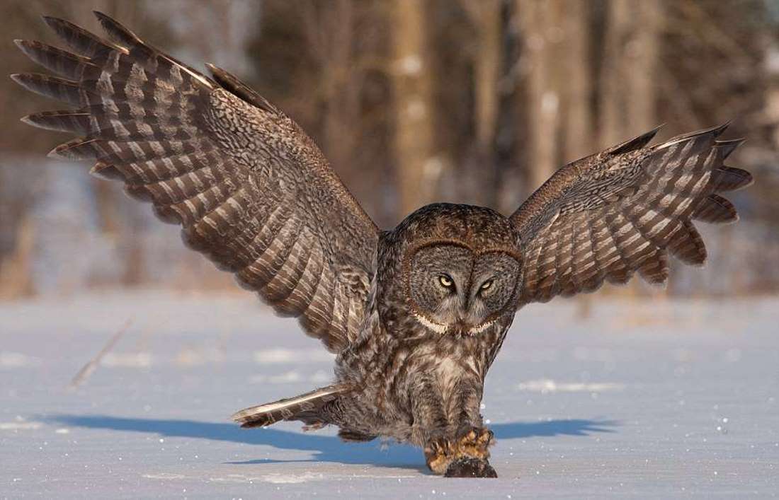 Сова Сова — особенности внешнего вида и образа жизни птицы