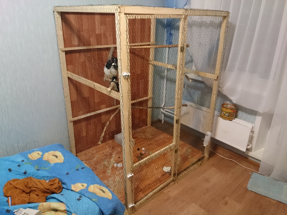 О птице жаворонке: где живет и зимует, чем питается, польза для человека, интересные факты