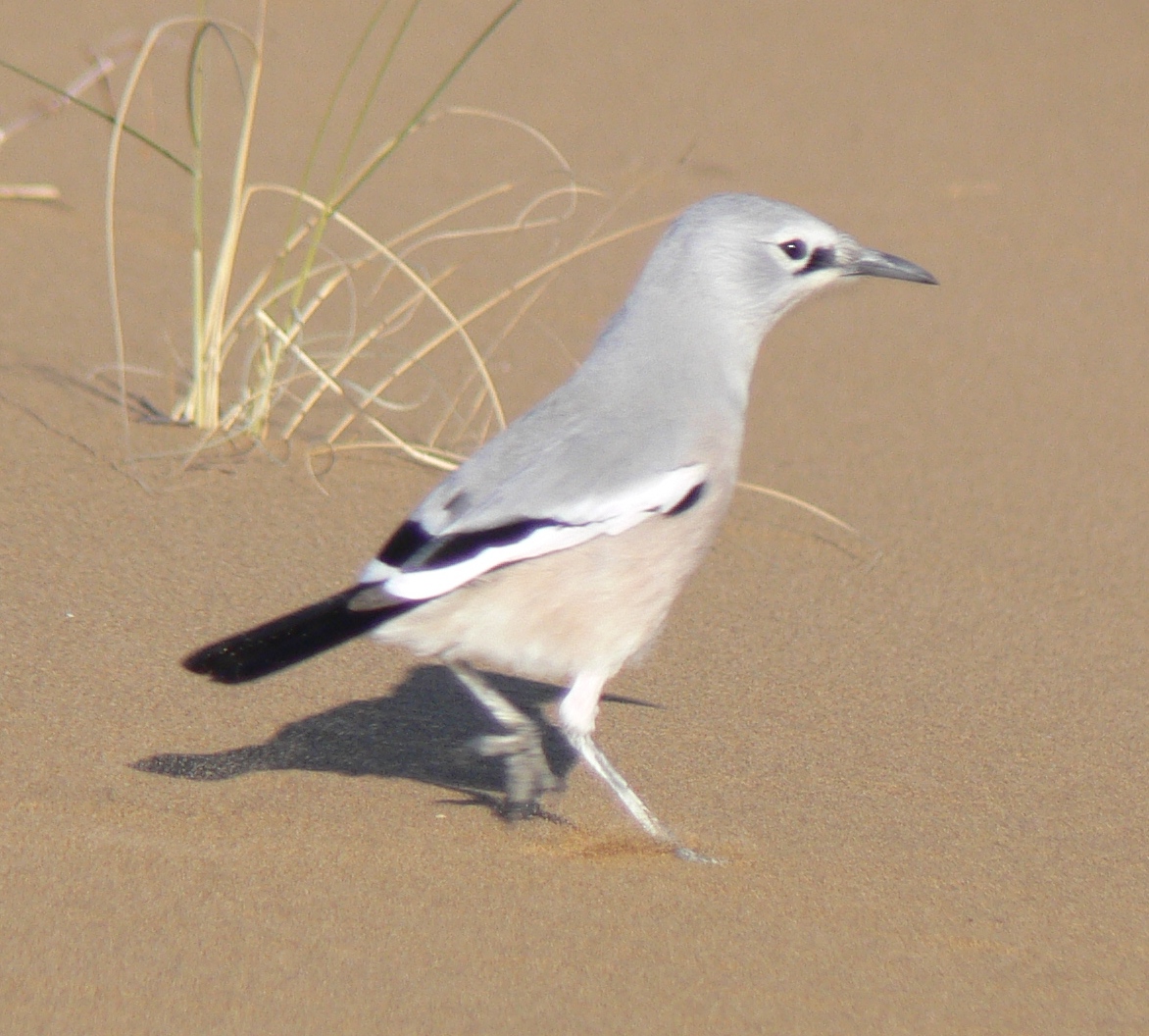 Сойка - описание птицы, чем питается и где обитает