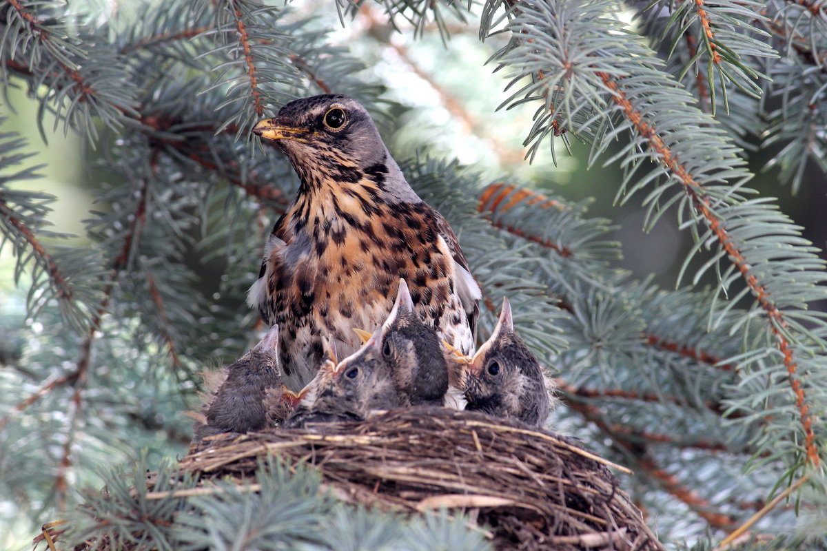 Дрозд рябинник и интересные факты о нем