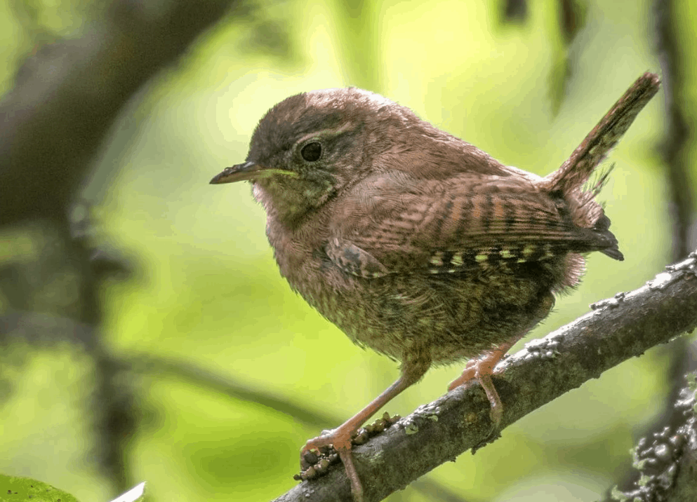 Самые маленькие птицы в России: топ-10