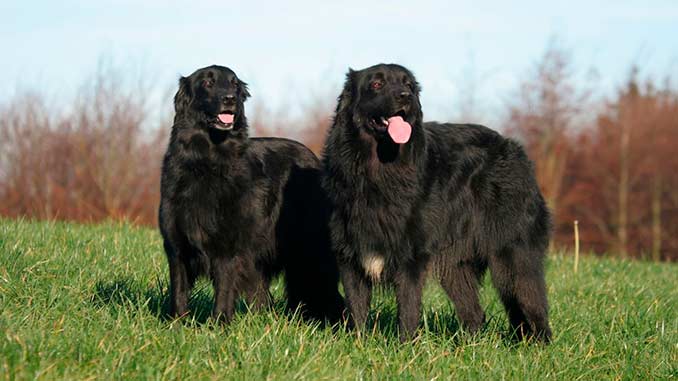 Ховаварт фото двух собак