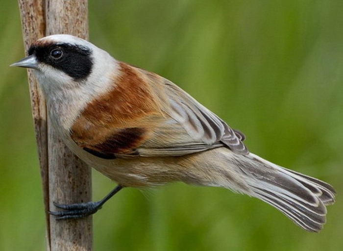 Самые маленькие птицы в России: топ-10