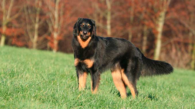 Ховаварт черно-подпалый окрас фото