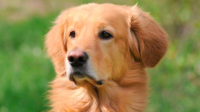 Ховаварт фото крупным планом