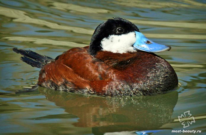 Невероятно красивые утки: американская утка